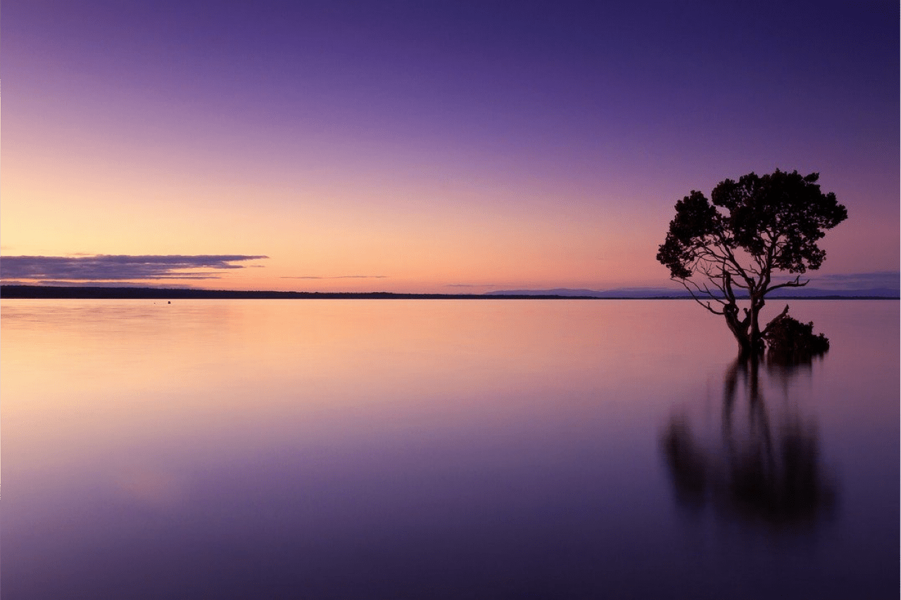 purple sky and tree