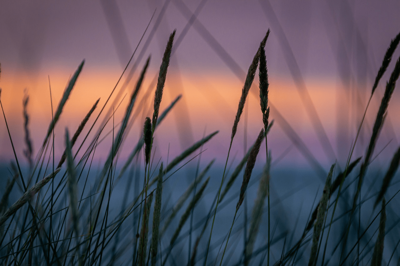 grass