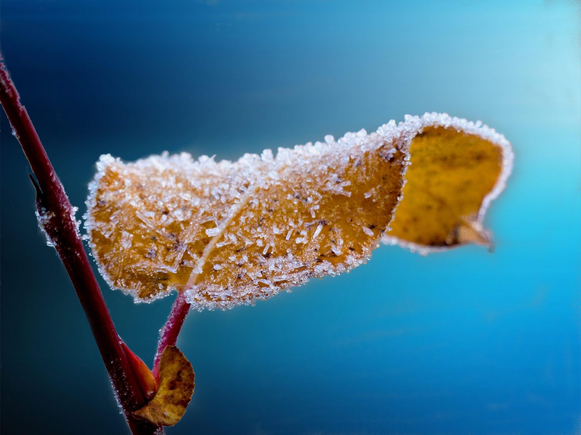 leaf